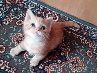 Darujeme mačiatko- hrdzavá mačička - 6