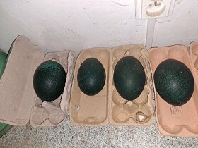 Pštrosie vajíčka - 6