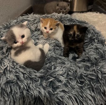 Britské mačiatka s PP - 6