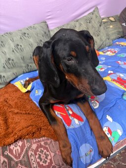 Doberman - 6