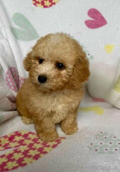 Apricot Maltipoo - 6