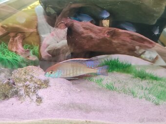 Lethrinops red cap - 6