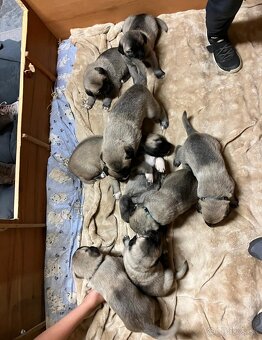 Kangal štěňata - 6