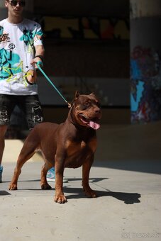 American Bully XL (Pitbull XXL) - 6