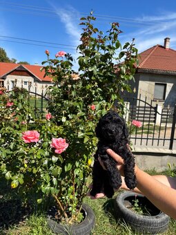 Toy pudel - 6