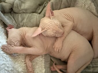 Don sphynx - 6