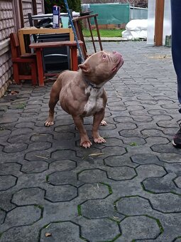 American bully - 6
