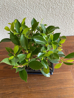 Fikus Ficus Retusa bonsaj4 - 6
