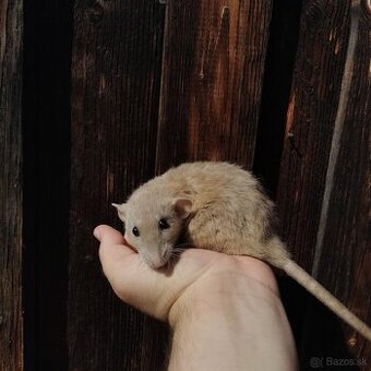 Potkaniky dumbo a štandart s VP - 6