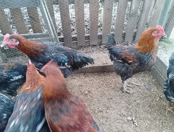 7 mesačne kohúty maransky - 6