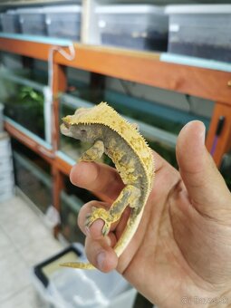 Pagekon riasnaty - 6