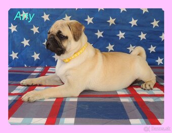 MOPS s PP. - 6
