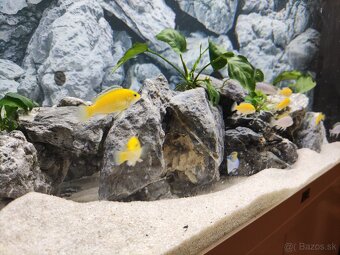 Juwel rio 125 akvárium - 6