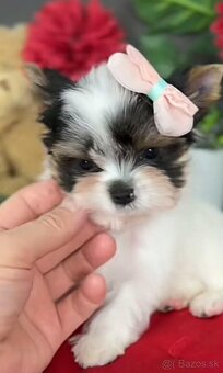 Yorkshirský Terier Biewer - 6