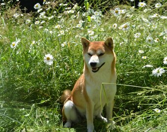 Shiba inu s PP /FCI / - 6