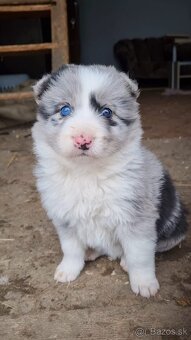 Steniatka border kolia - 6