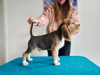 BEAGLE - bigl, beautiful puppies ZKwP/ FCI - 6