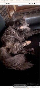 mainska myvalia adopcia - 6