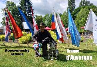 Stavač, Auvergneský stavač, Braque d'Auvergne - 6