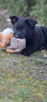 Predám nemecký ovčiak šteniatka s PP - 6