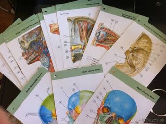 Flashcards na anatómiu - 6