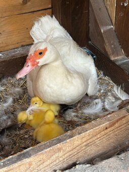 Pižmove kačice - 6