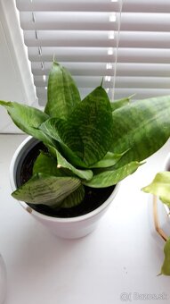 Predam izbové kvety 3e za kus - 6