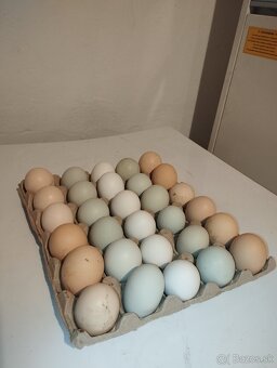 Násadové vajcia - 6