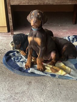 Doberman šteniatka - 6
