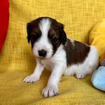 Šteniatka Kooikerhondje – Holandský vábič kačiek - 6