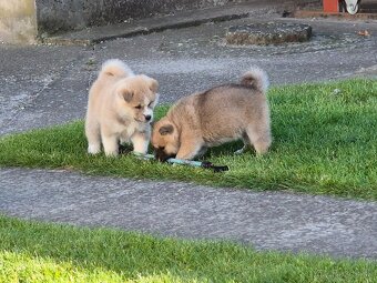 Akita Inu - 6