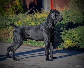 Kvalitné šteniatko Cane Corso - 6