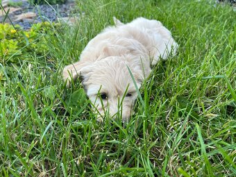 Maltipoo - šteniatko (fenka) - 6