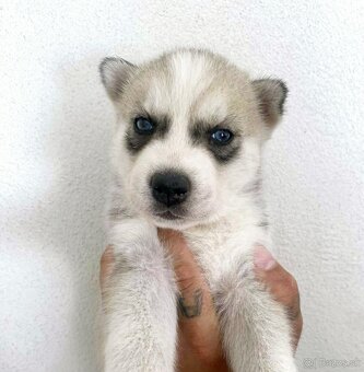 Šteniatka Husky ❤️ - 6