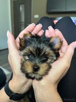Yorkshire terrier, yorkshirsky terier s PP - 6