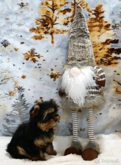 Yorkshire terrier s PP - 6