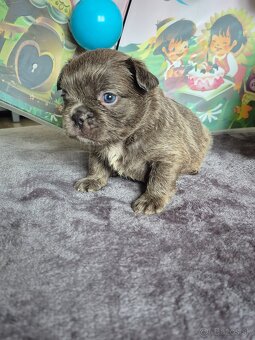 Fluffy francúzsky buldoček s PP - 6