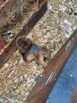 Sciurus anomalus veverička krátkouchá - 6