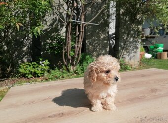 Predám šteniatka maltipoo - 6