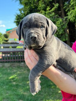 American bully xl s PP - 6