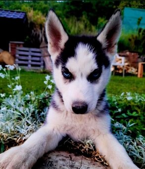 Sibirsky husky hasky - 6