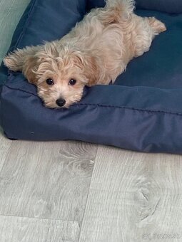 Maltipoo - 6