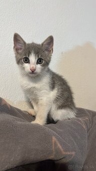 Darujem za veterinárne poplatky - 6