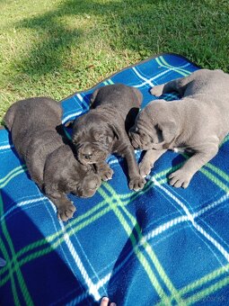 Cane Corso - 6