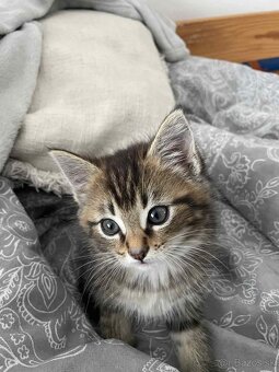 Predam Maine Coon (Mainská Myvália - 6