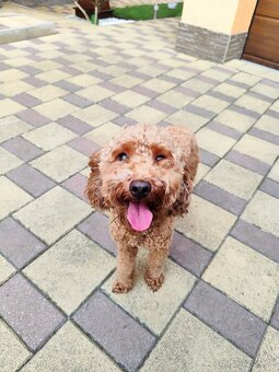 Trpasličí,trpazličí pudlík,pudel- DARUJEM - 6