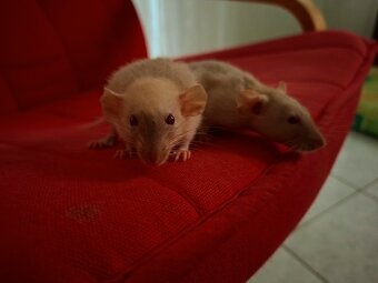 Predám potkaniky - 6