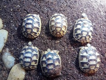 Predám suchozemske korytnačky testudo marginata . - 6