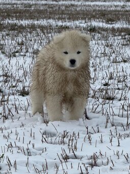 Samojed šteniatka - 6
