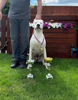 Argentínska doga štěňata, Dogo Argentino, REZERVACE - 6